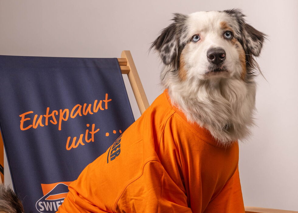 Ein Hund sitzt auf einem Stuhl und trägt ein orangefarbenes Shirt vor schlichtem Hintergrund.